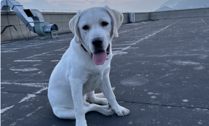 米兰milan-1.26亿只“毛孩子”，撑不起“宠物友好酒店”？